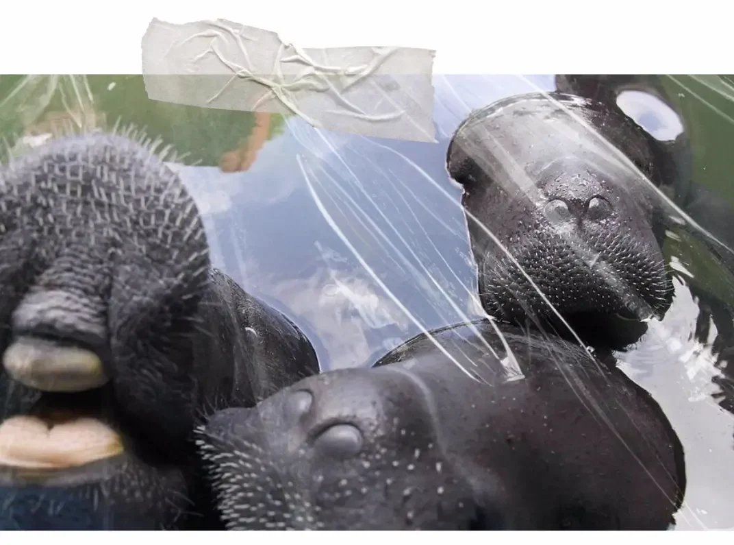 Three manatees raise their heads out of some water.