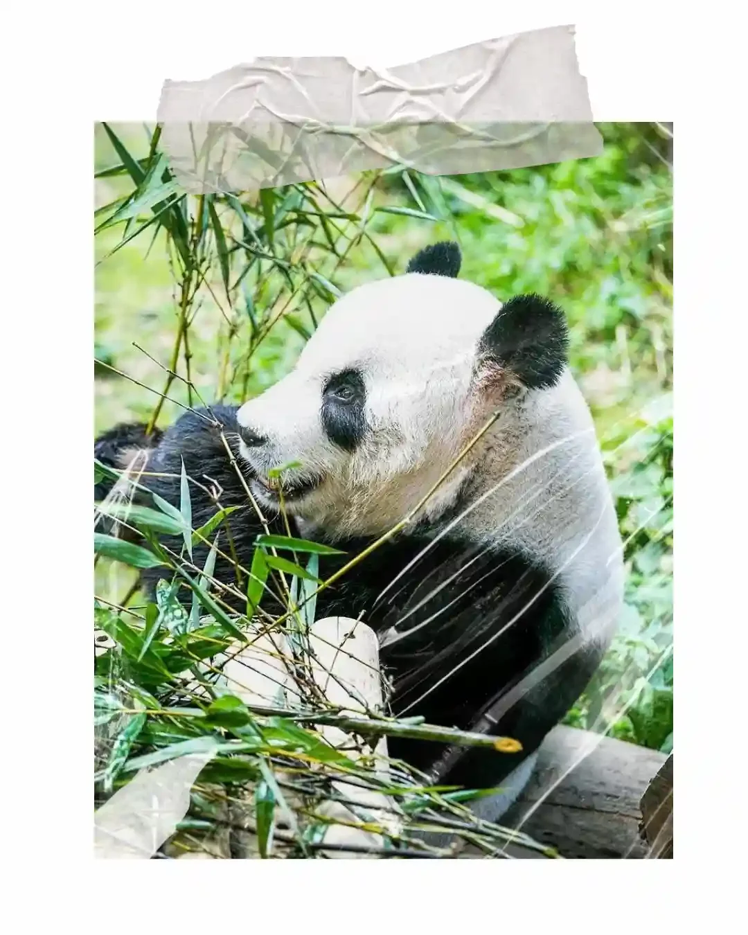 Panda Bear sits eating bamboo in a field.