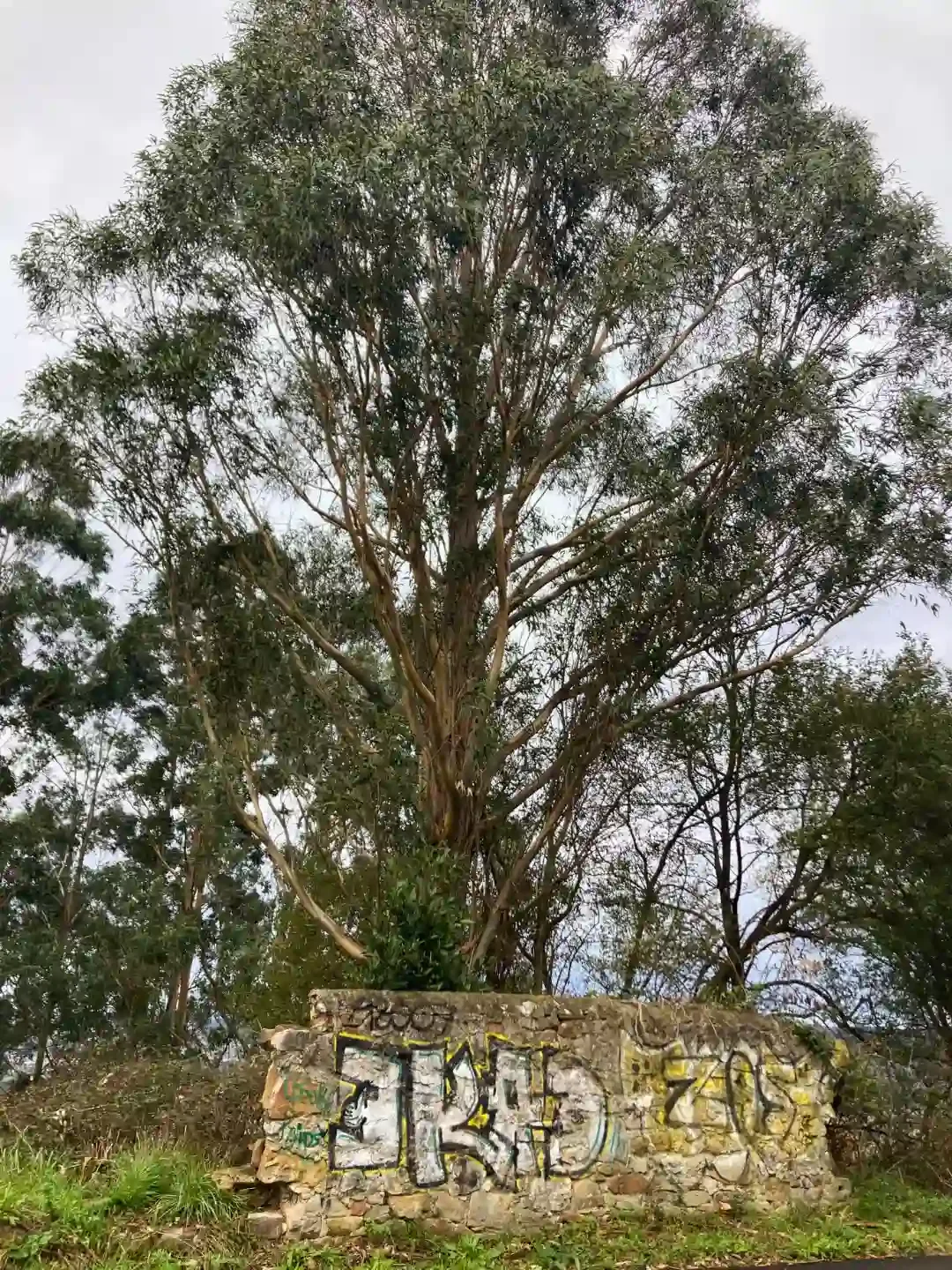 Litter in Nature - bilbao - basque - country - grafitti - on - wall - by - trees.webp