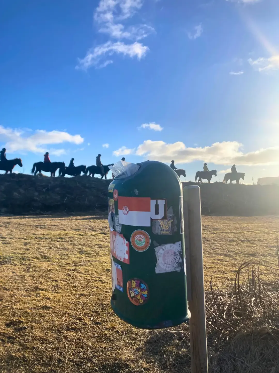 Urban Animals - reykjavic - iceland - horse- riding - class - by - litter - bin webp.webp