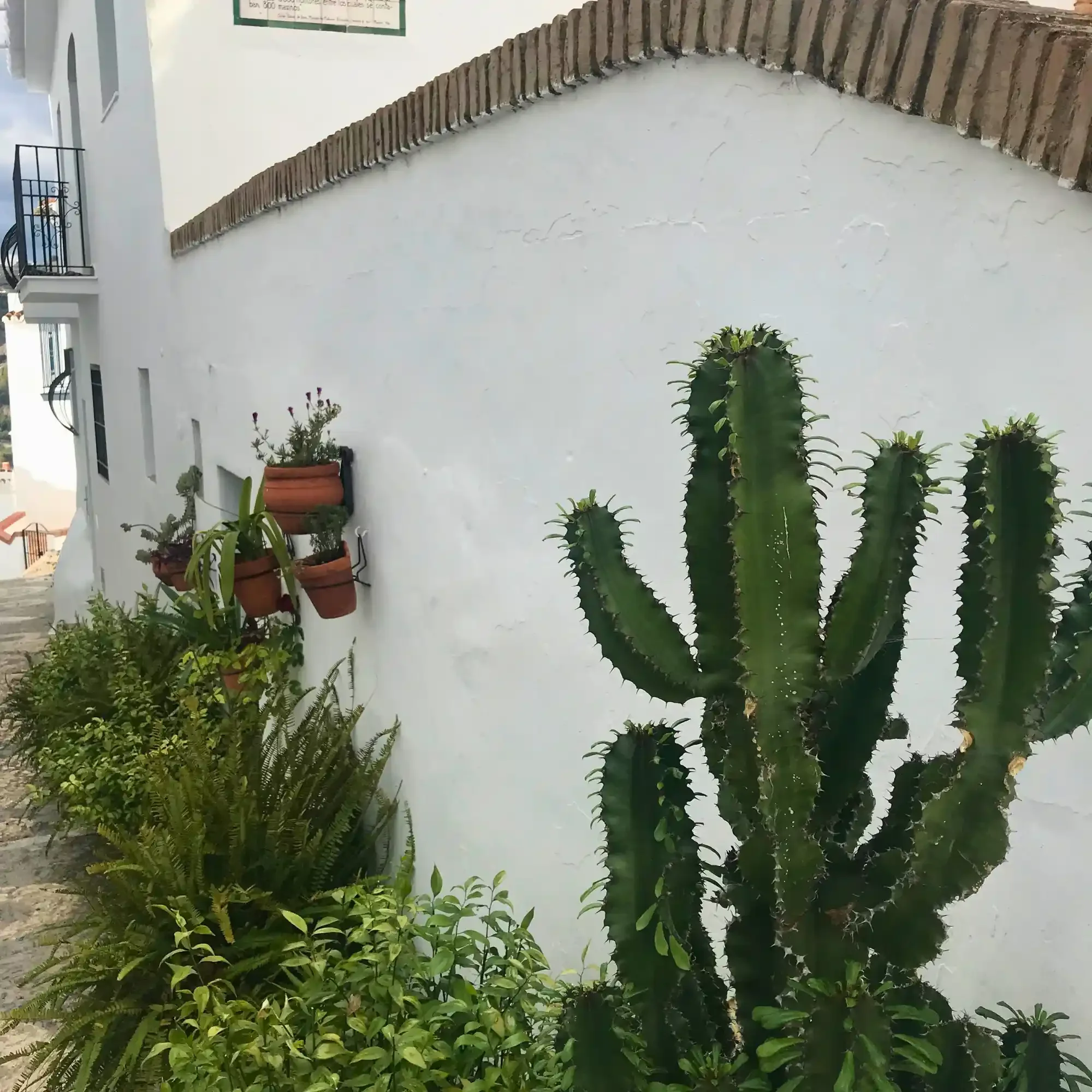 Urban Greening - frigliana - spain - cactus.webp