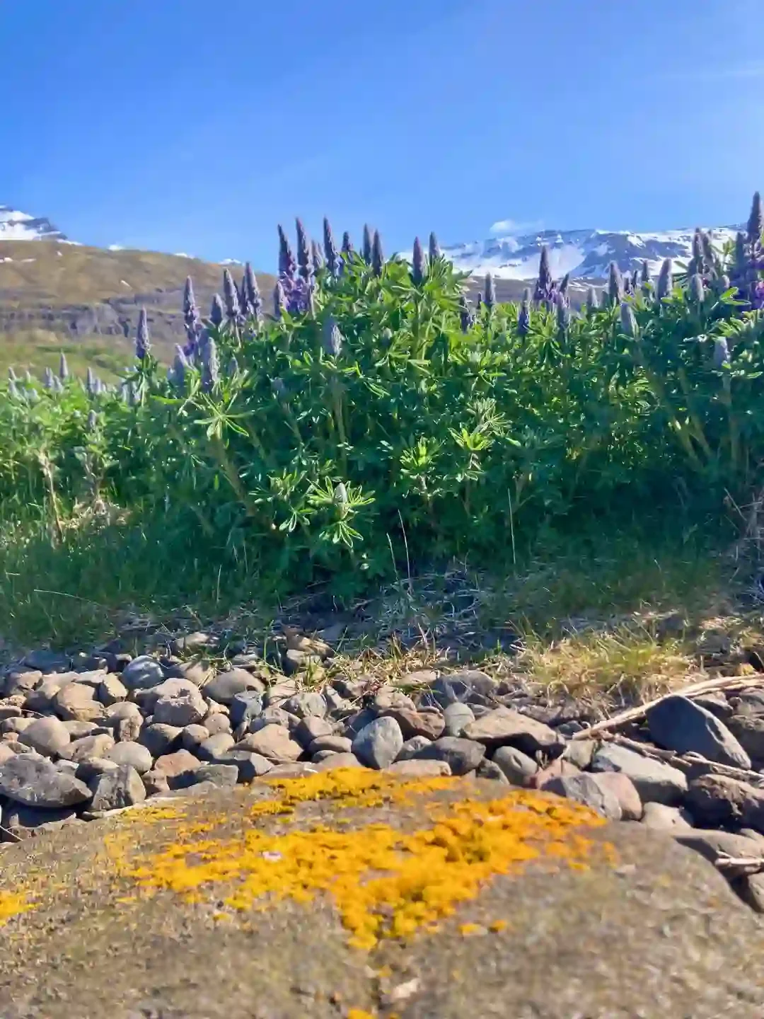 Copyright Knot Waste: Seyðisfjörður, Iceland - The bright orange "moss" seen on rocks and old walls around Seyðisfjörður in Iceland is actually a crust-forming or foliose orange lichen.