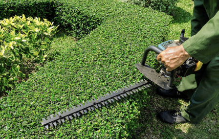 Pruning/Trimming Service(s)