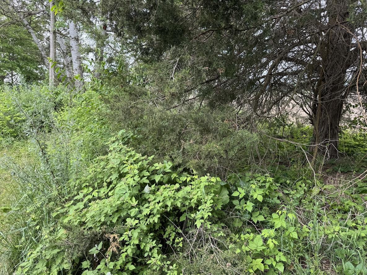 Brush and Property Clearing