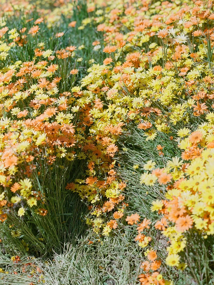 443230030010s.jpg