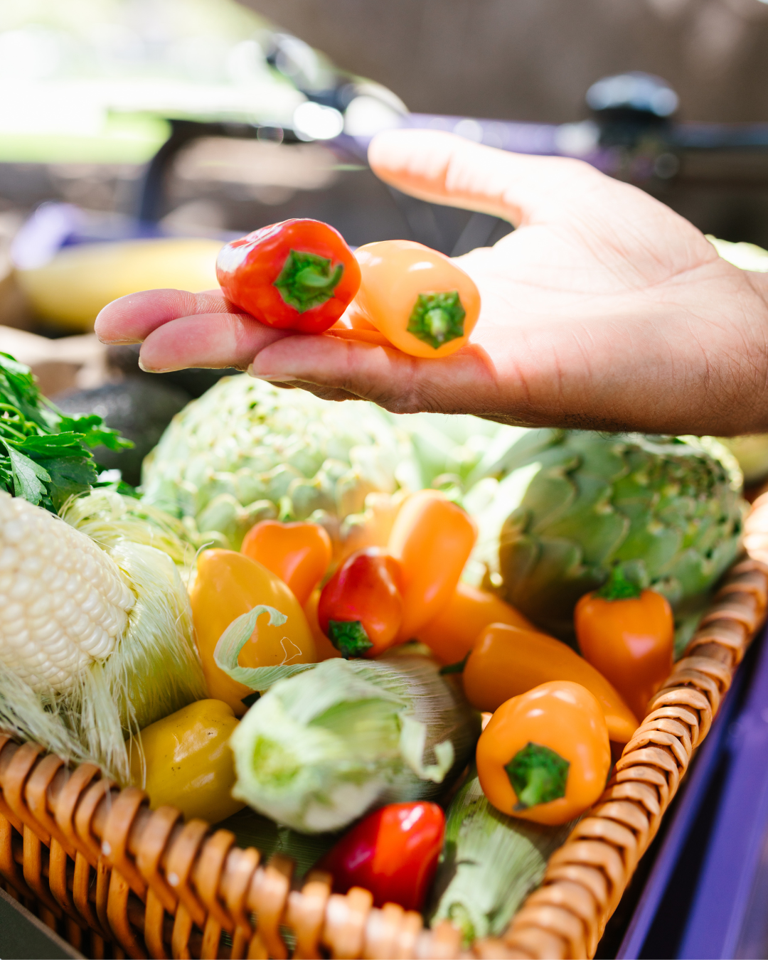 A hand holding small orange and red peppers above a basket of fresh vegetables including corn, artichoke, and peppers.