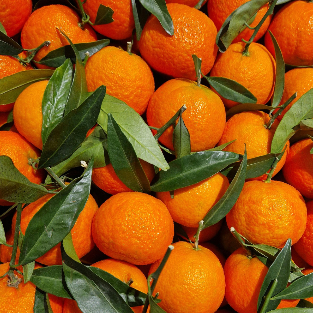 A pile of fresh oranges with green leaves still attached.