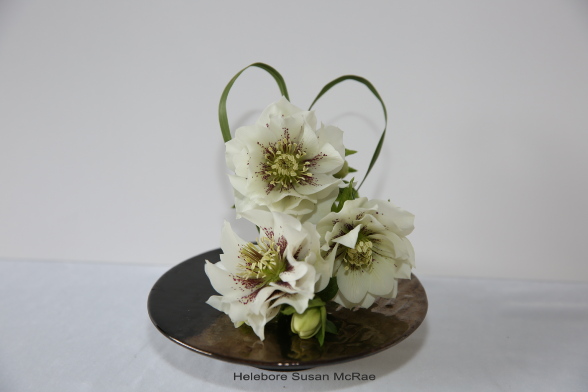 Helebore-2-Susan-McRae.webp