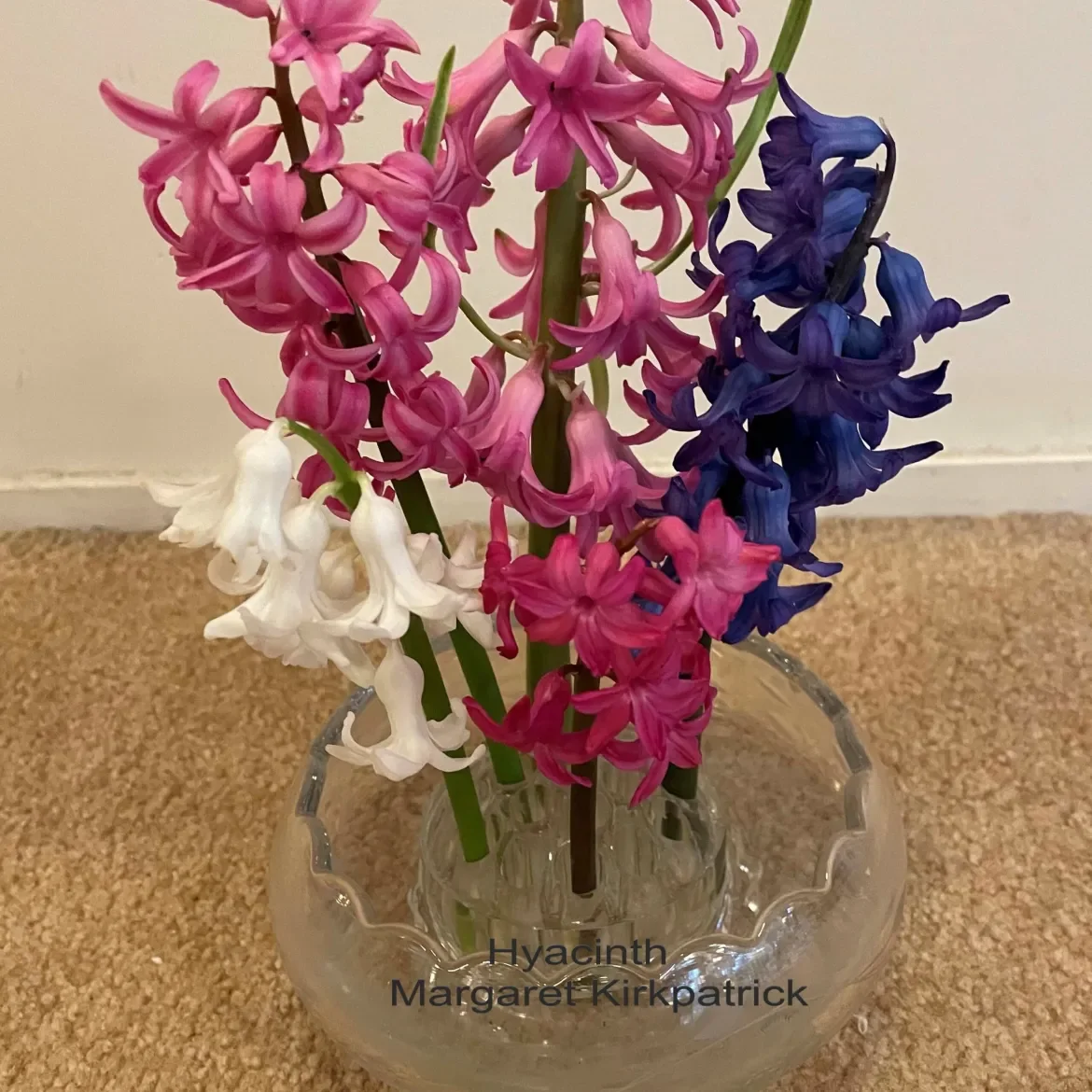 hyacinth-M-Kirkpatrick-scaled.webp