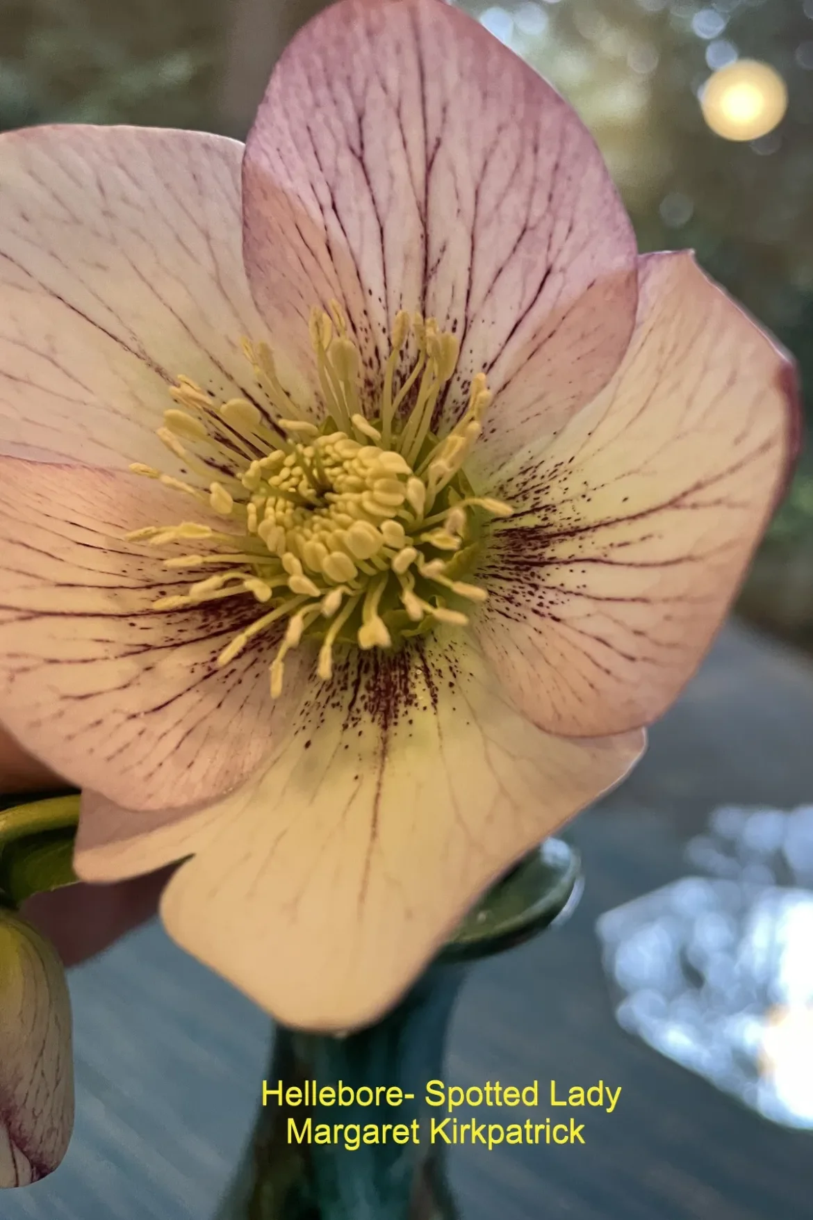 Hellebore-Spotted-Lady-M-Kirkpatrick.webp