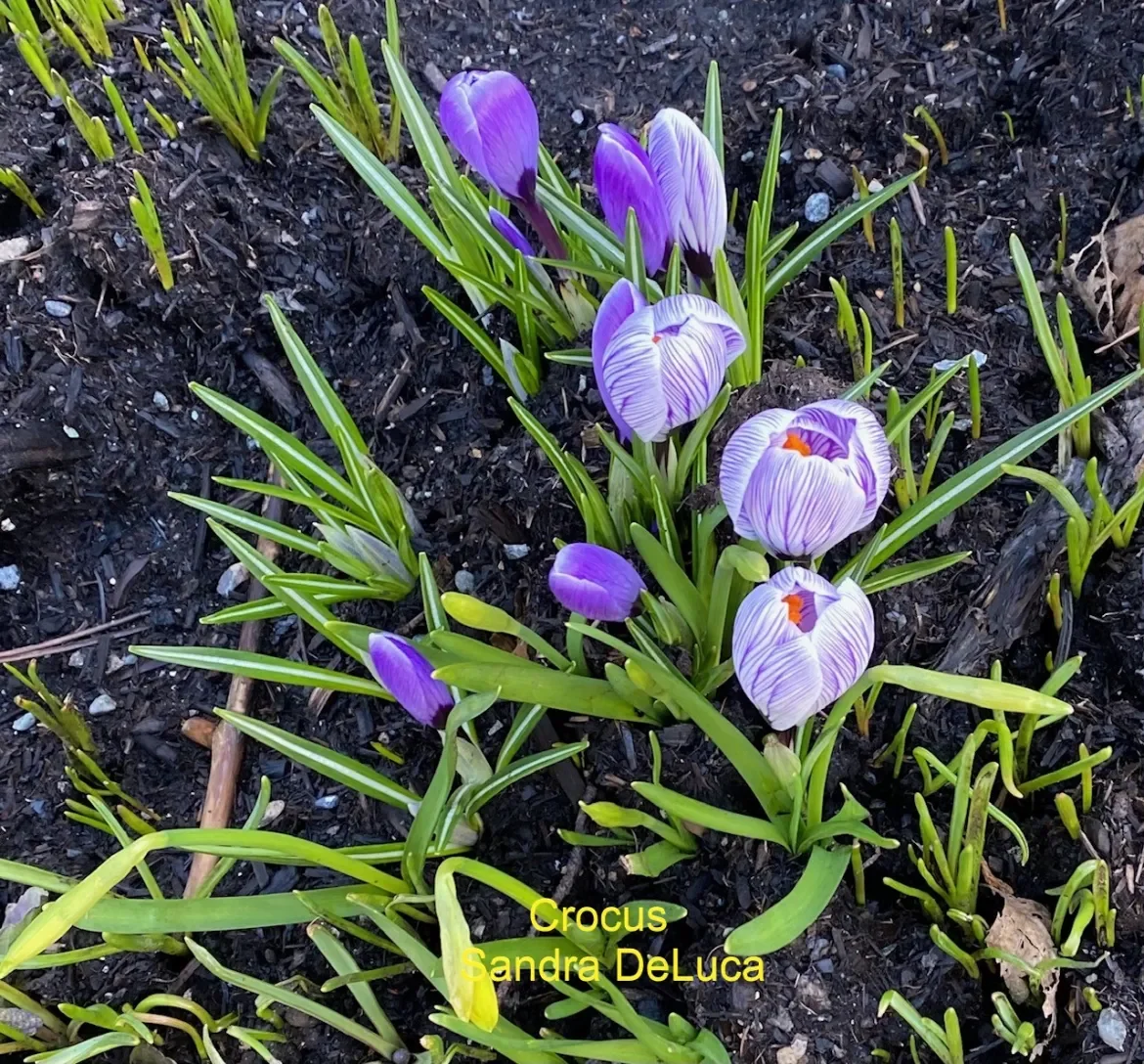 Crocus-S-DeLuca.webp