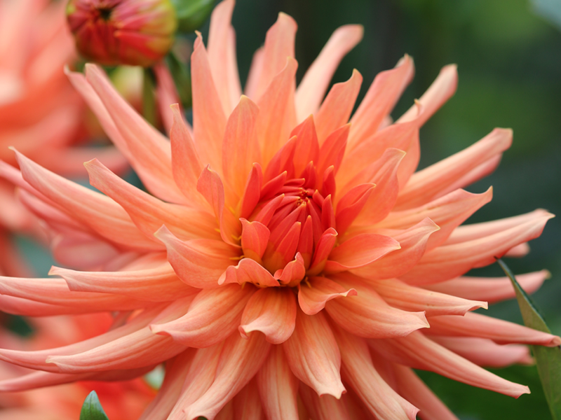 flower-15.webp