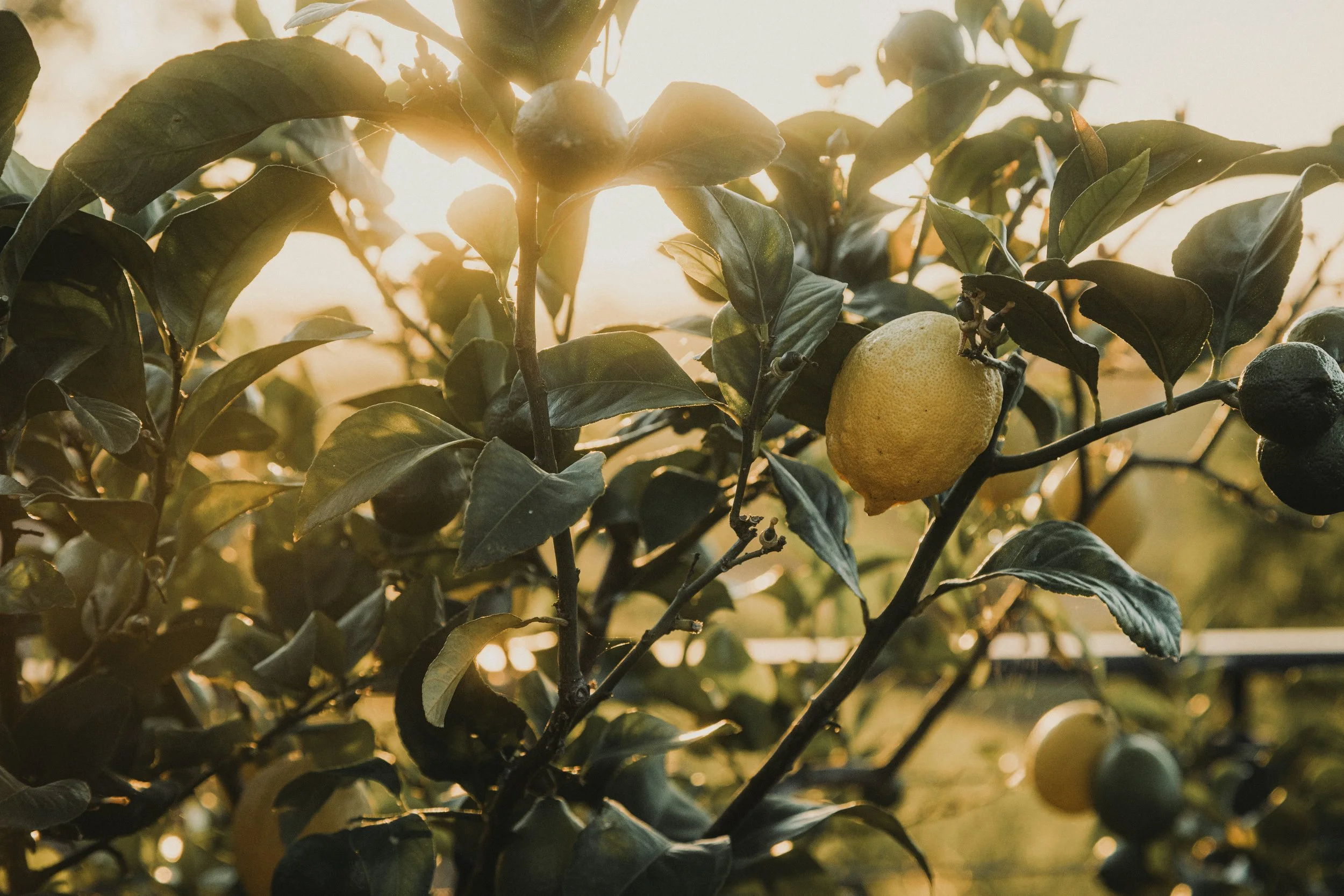 Growing Citrus on South Coastal British Columbia