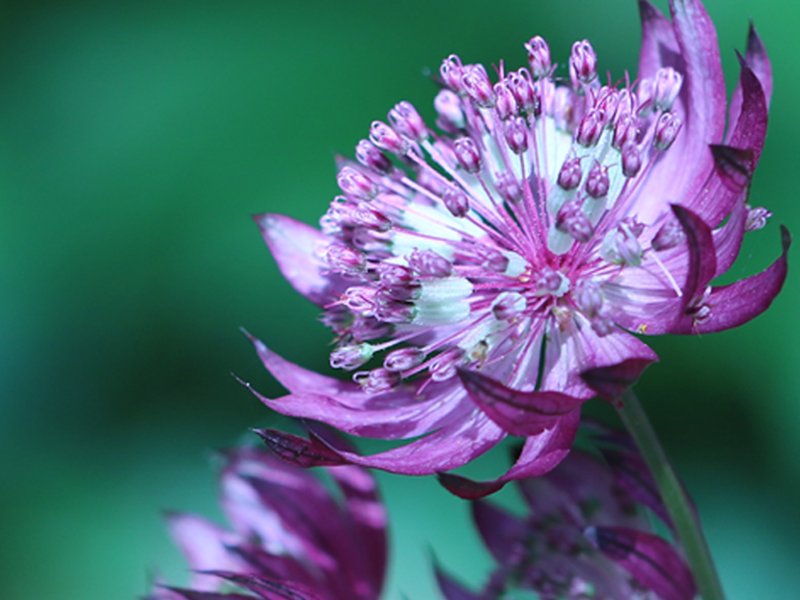 Summer Flowers 2025