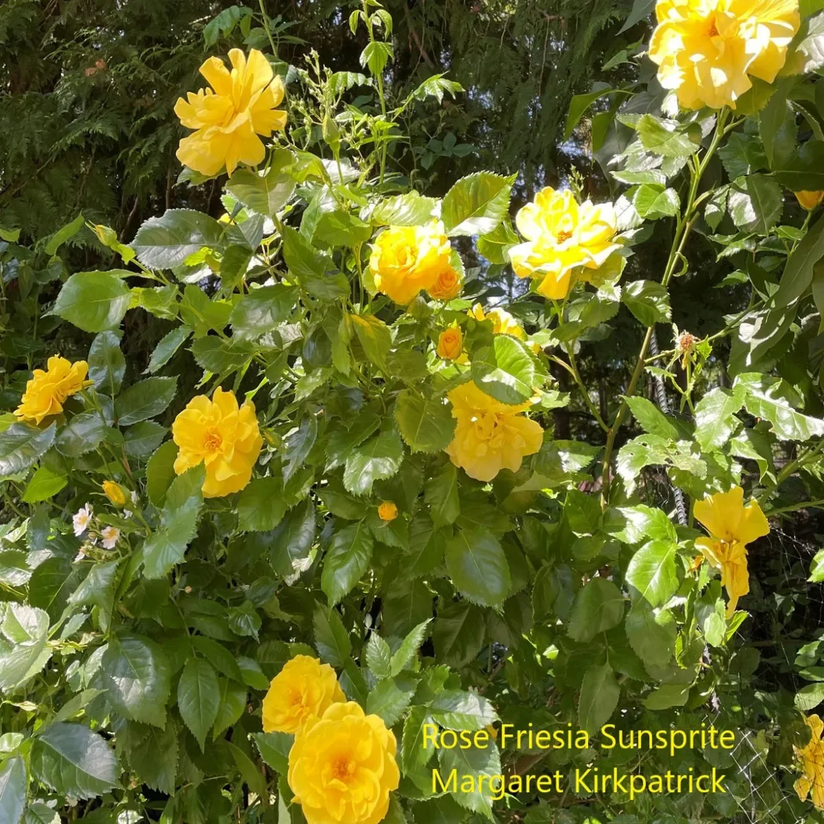 Roses-Friesia-Sunsprite-M-Kirkpatrick.webp
