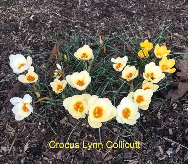 Crocus-Lynn-Collicutt.webp