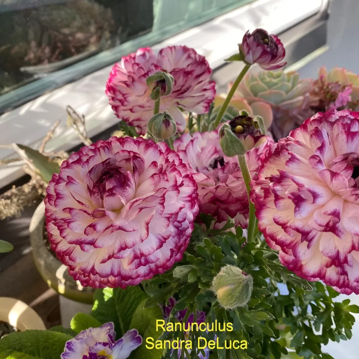 Ranunculus-S-DeLuca.webp