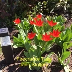 Firecracker-Tulip-J-Stollery.webp