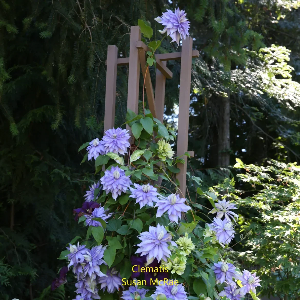 0R4A0207Smal-Clematis-S-McRae-scaled.webp