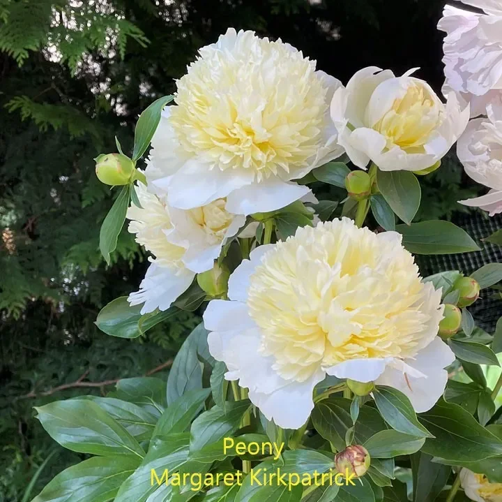 Peony-M-Kirkpatrick.webp