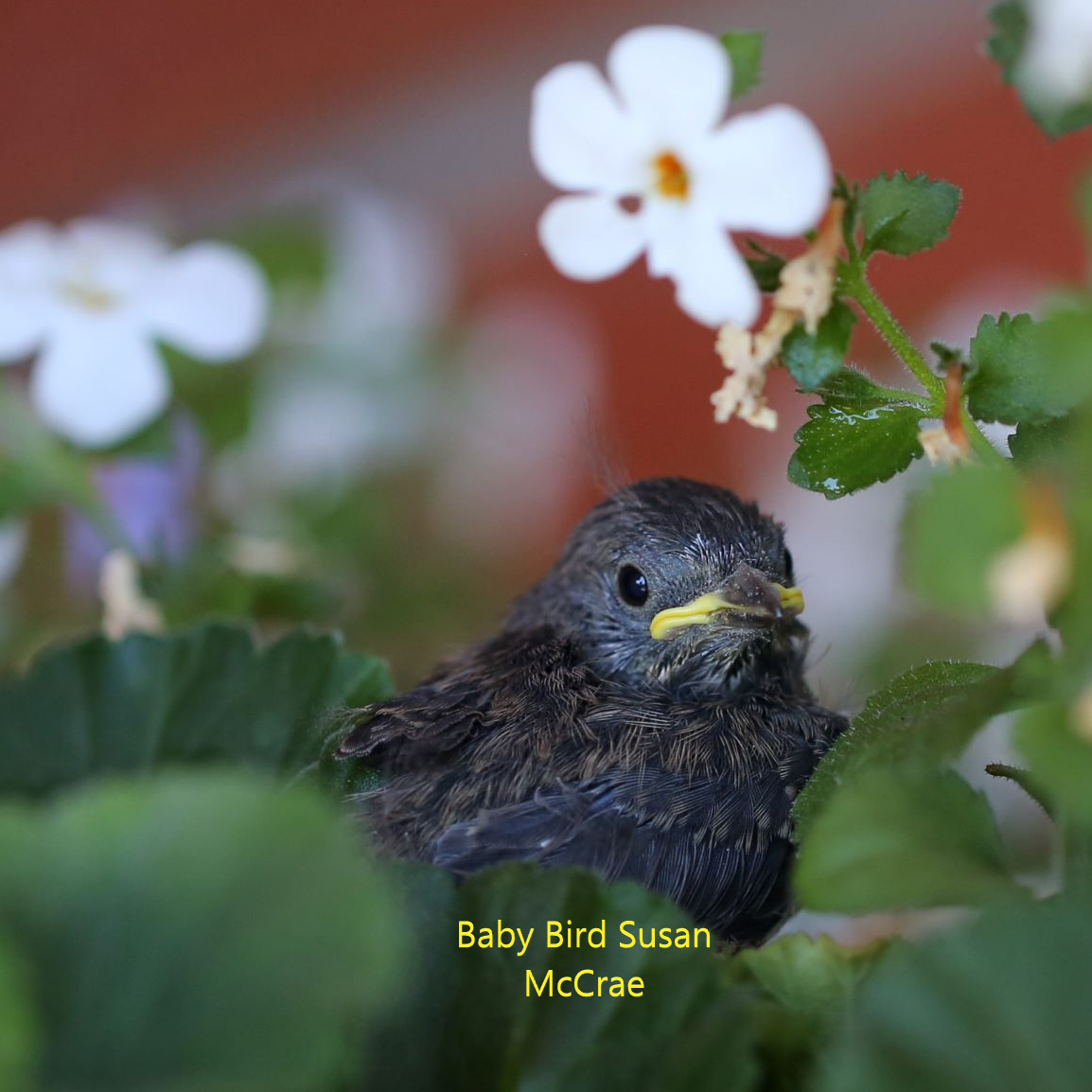 Baby-Bird-S-McRae.webp