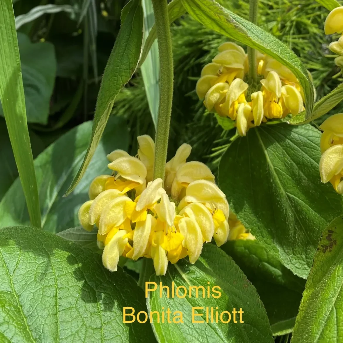 IMG_4312-Phlomis-B-Elliott.webp