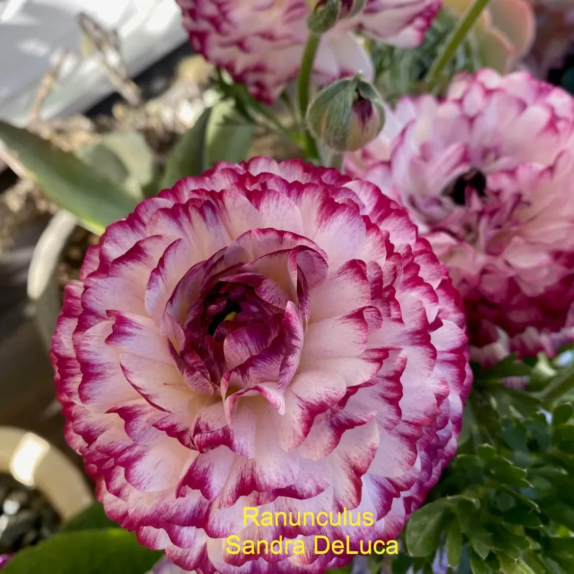 Ranunculus-2-S-DeLuca.webp