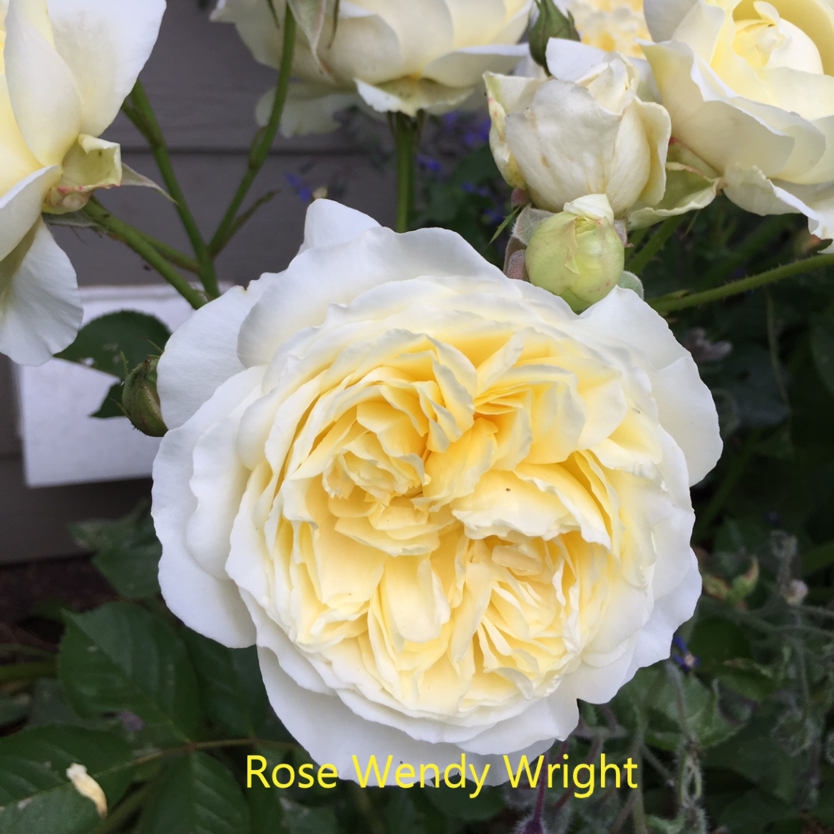 Rose-2-W-Wright.webp