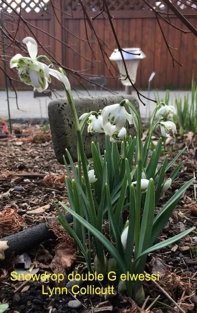 Snowdrop-double-G-elwessi-Lynn-Collicutt.webp