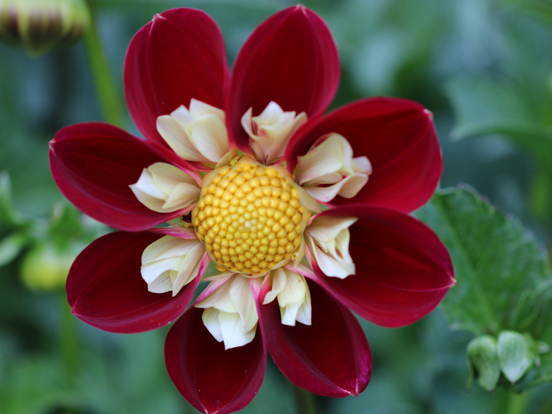 flower-14.webp
