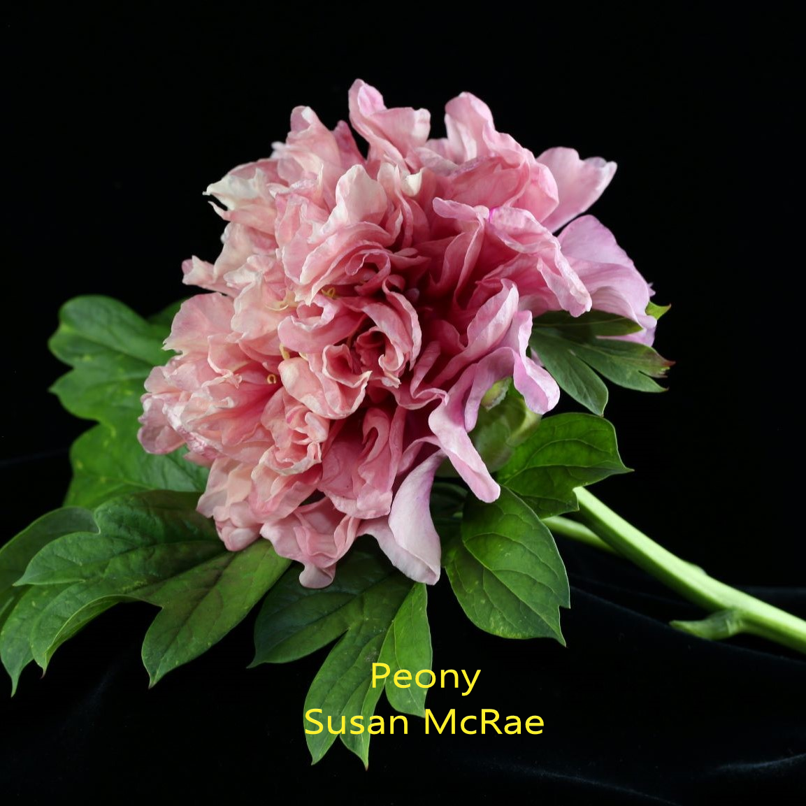 Peony-2-S-McRae.webp