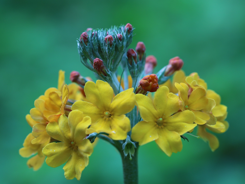 flower-18.webp