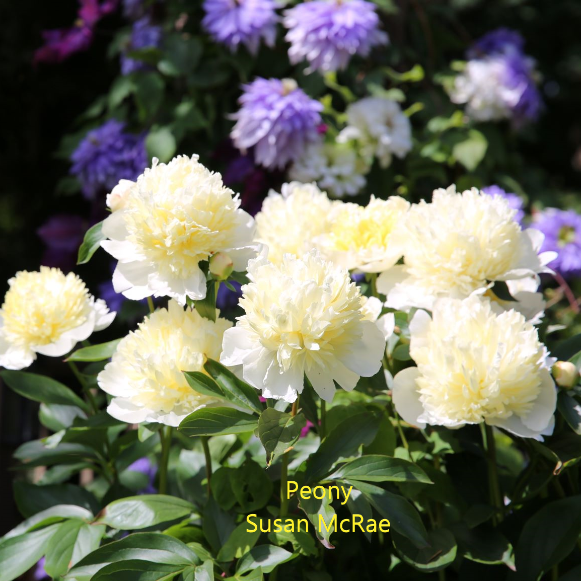 Peony-3-Susan-McRae.webp