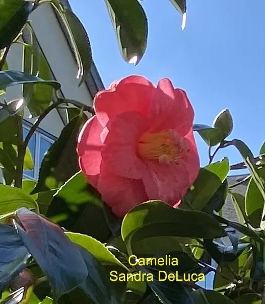 Camelia-x2-S-DeLuca.webp