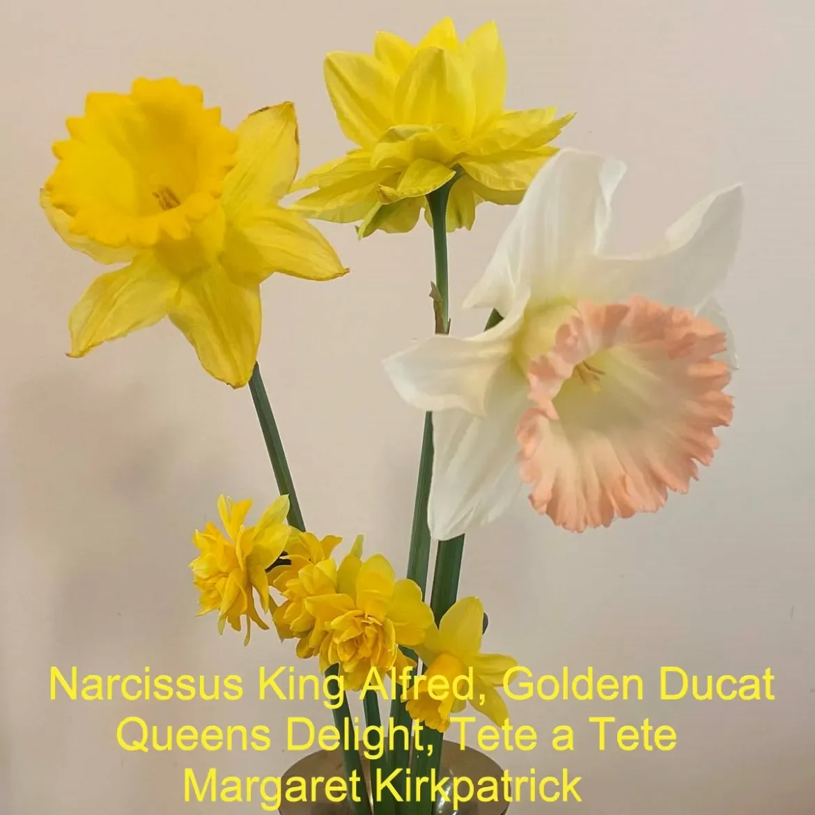 Narcissus-M-Kirkpatrick.webp
