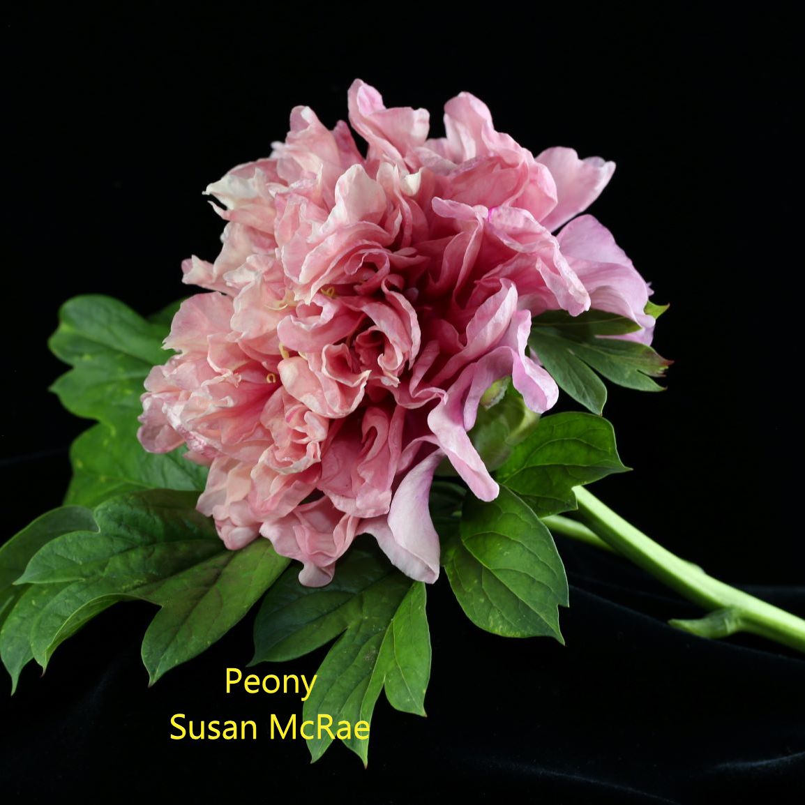 Peony-2-Susan-Mcrae.webp