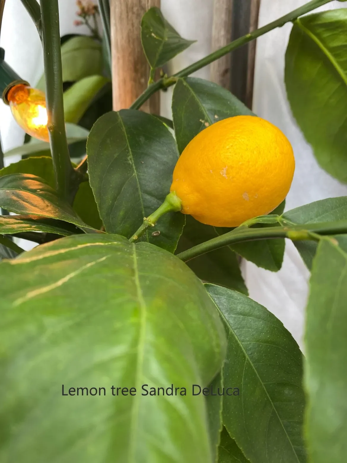 Lemon-tree-Sandra-DeLuca.webp