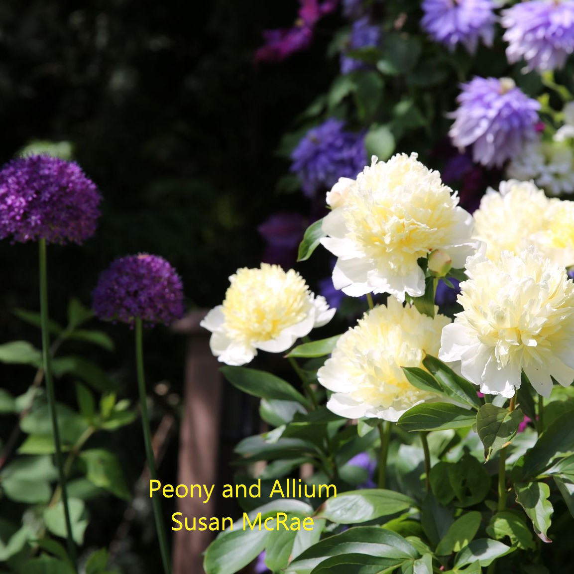 Peony3-S-McRae.webp