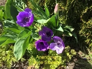 Anenome-J-Stollery.webp
