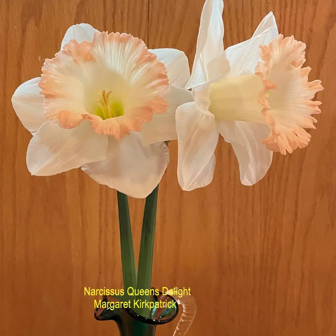 Narcissus-Queens-delight-M-Kirkpatrick-scaled.webp