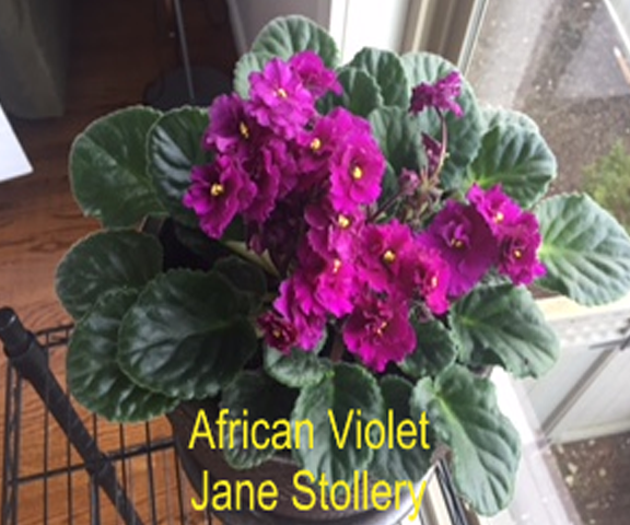 African-Violet-J-Stollery-1.webp