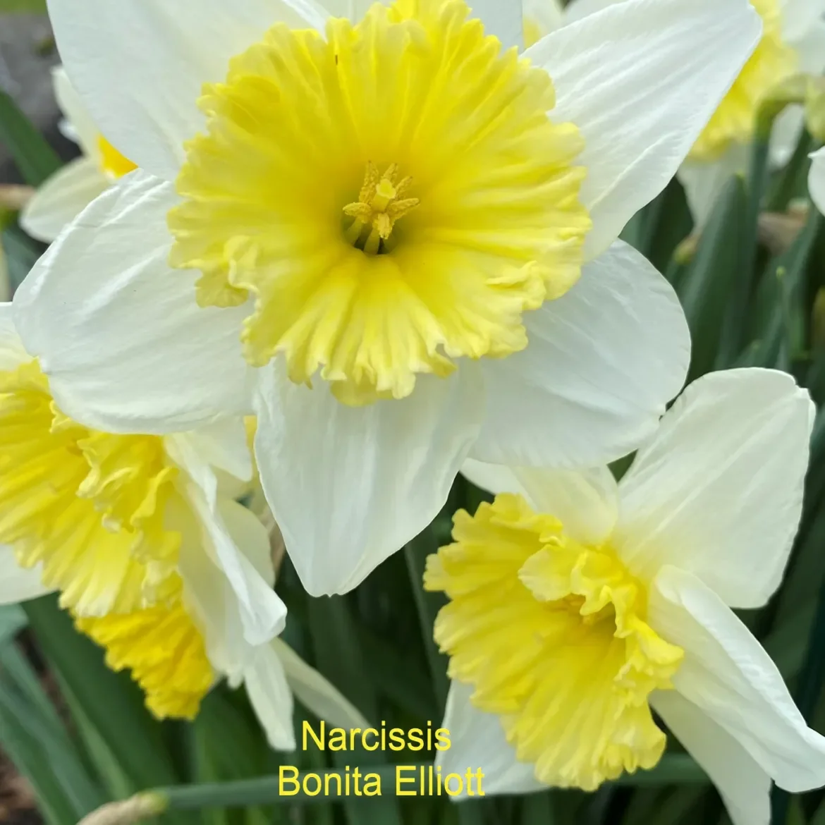 Narsissus-B-Elliott.webp