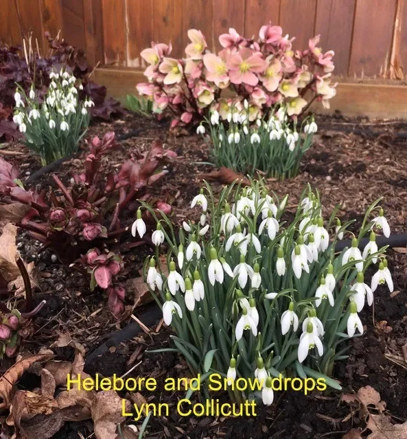Helebore-and-Snow-drops-Lynn-Collicutt.webp