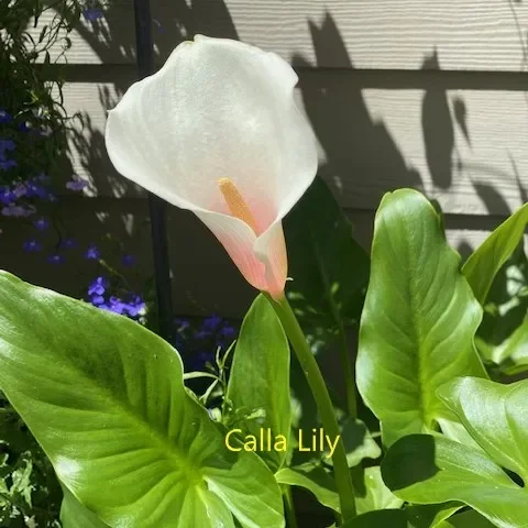 Calla-Lilly.webp