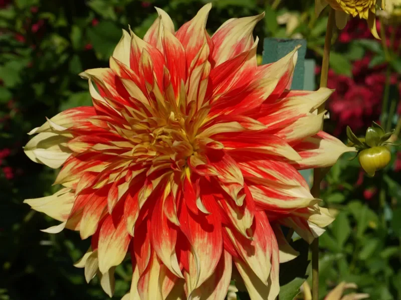 Spring Flowers 2025