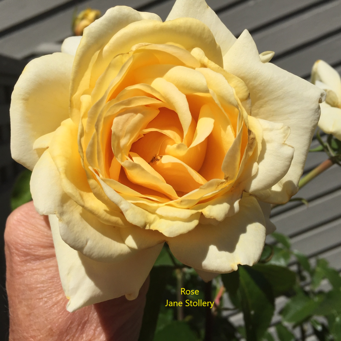 July Parlour Show 2025