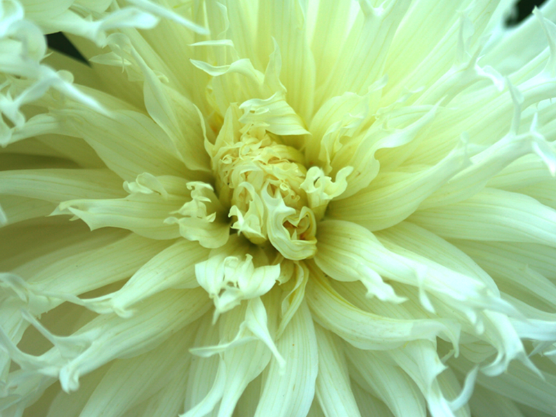 flower-17.webp