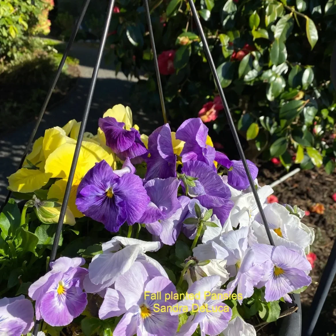 Pansies-S-DeLuca.webp