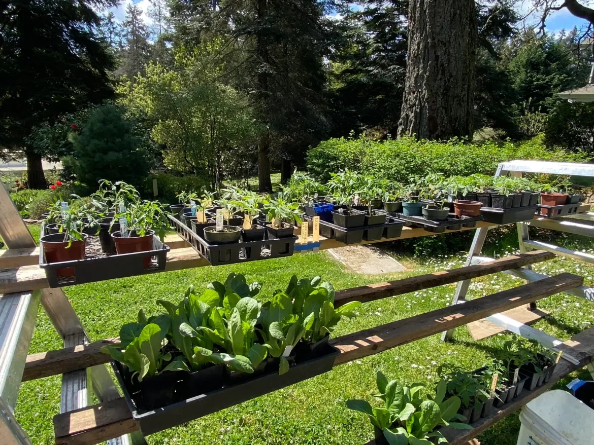 Plant Sale 2025
