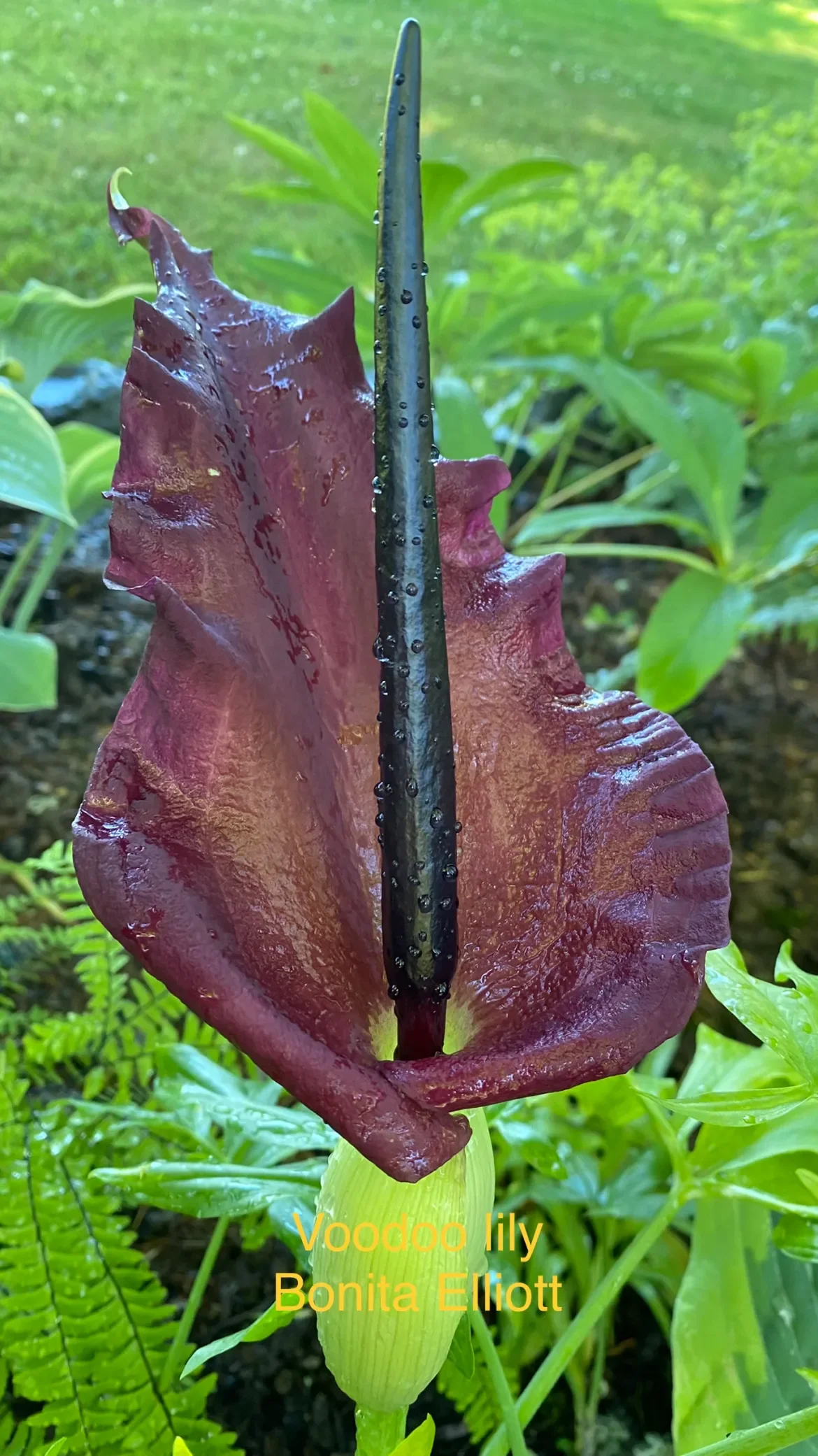 IMG_4329-Vodoo-Lily-B-Elliott.webp